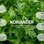 Koriandri Benefits, Uses, Nutrition & Side Effects Guide