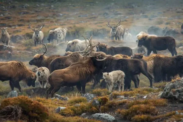 Norway’s Wildlife Committee