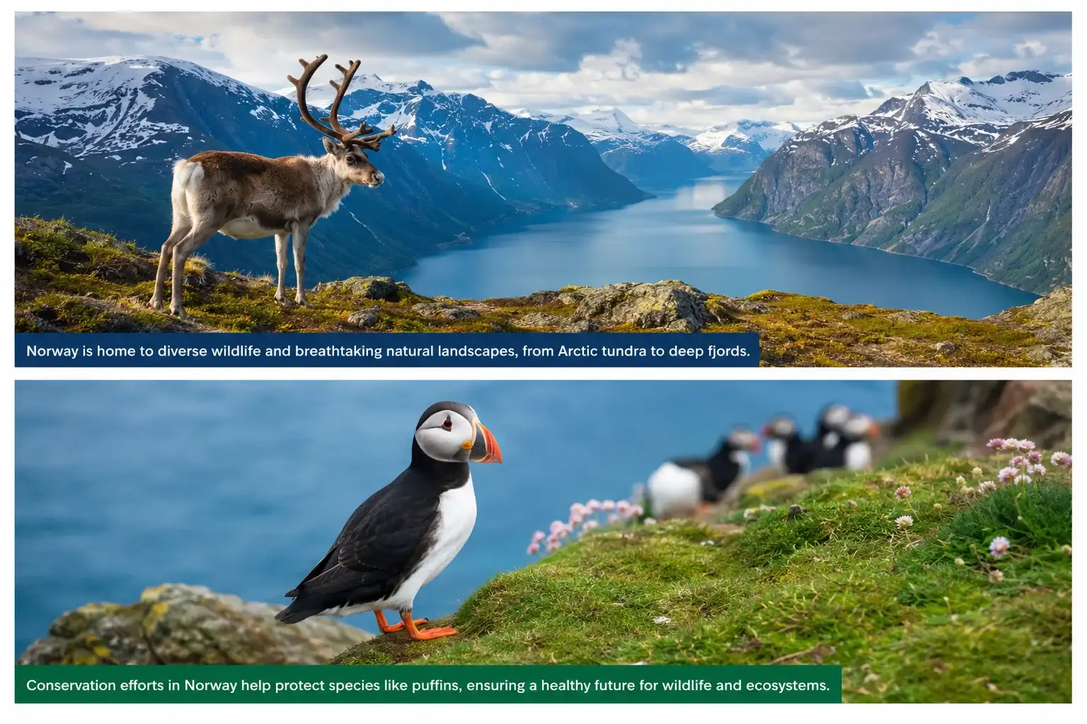 Wildlife Conservation Norway