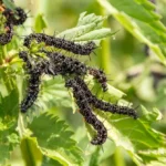 caterpillar variety