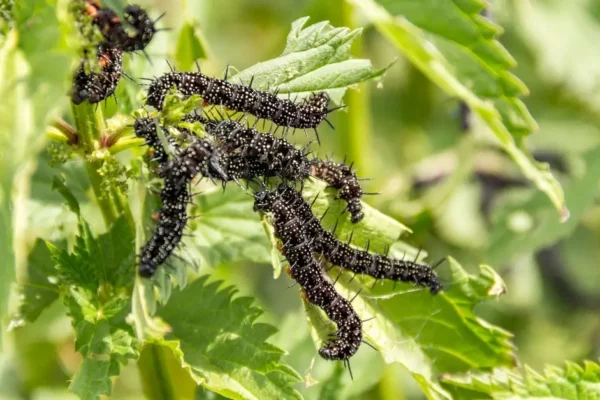 caterpillar variety