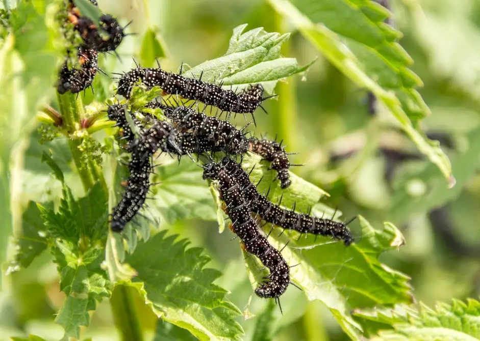 caterpillar variety