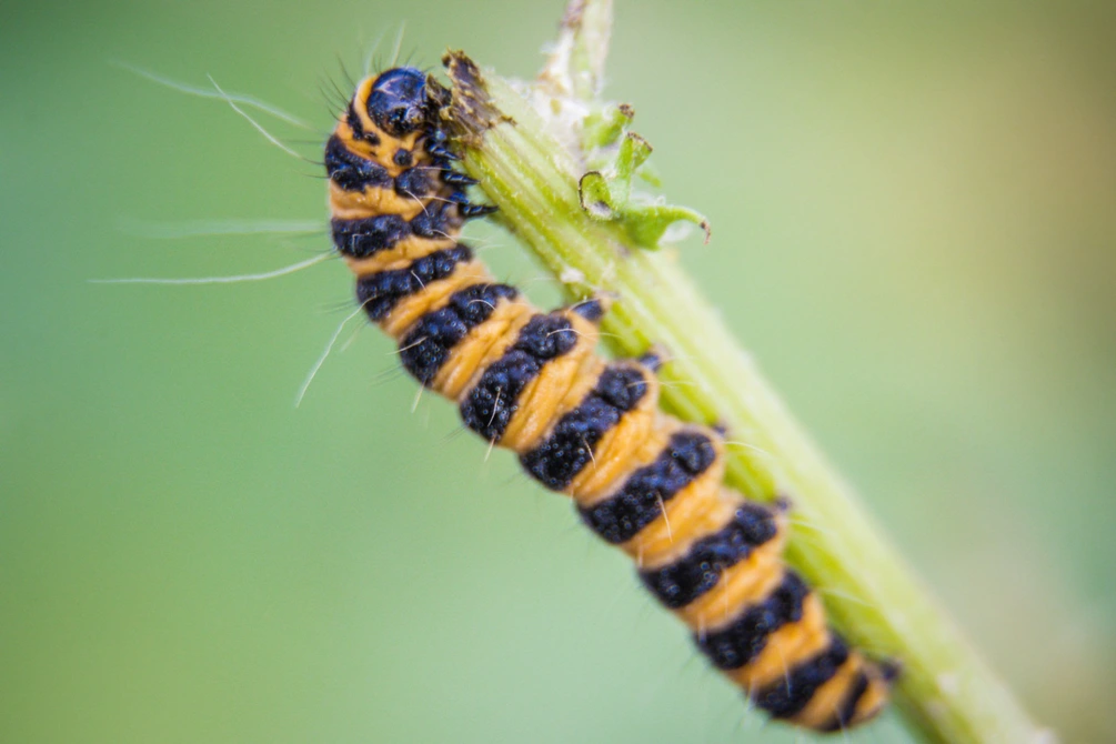 caterpillar variety