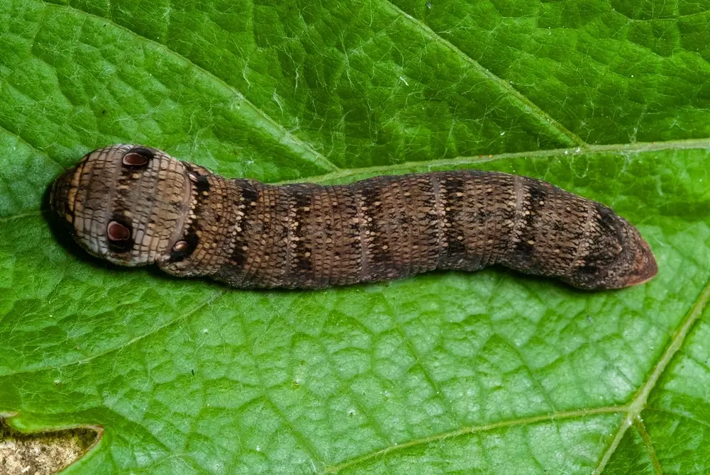 Caterpillars