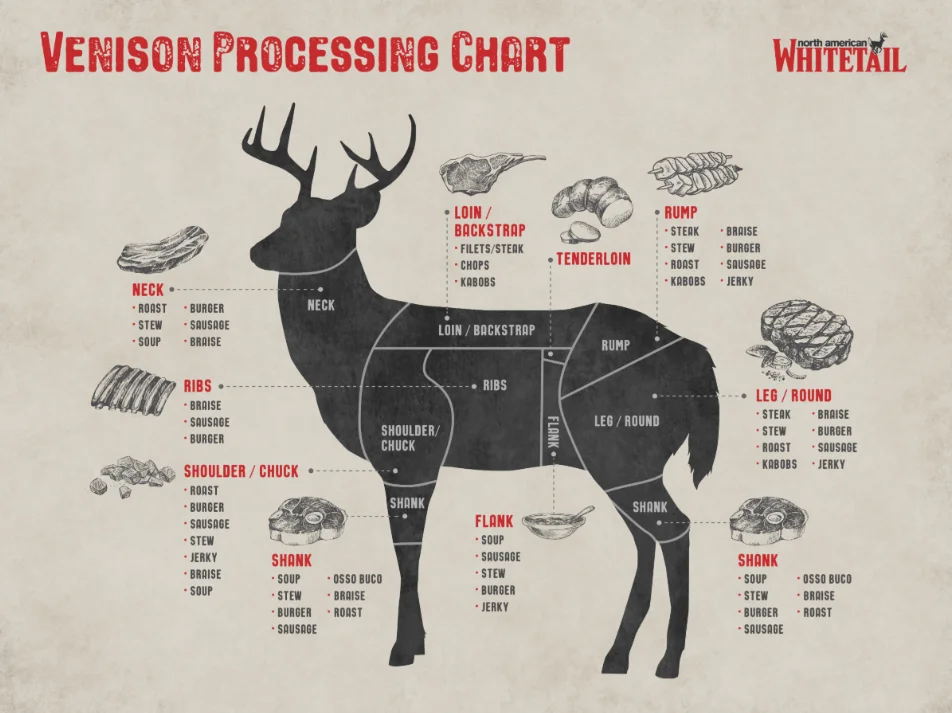 deer Anatomy