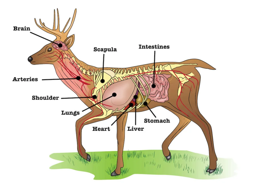 DEER ANAMONY