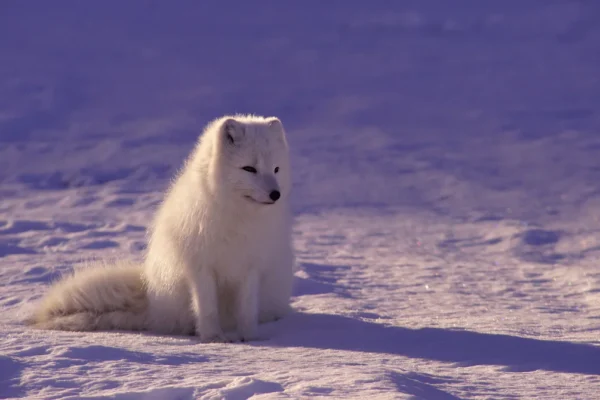 How Norway Protects Its Wildlife