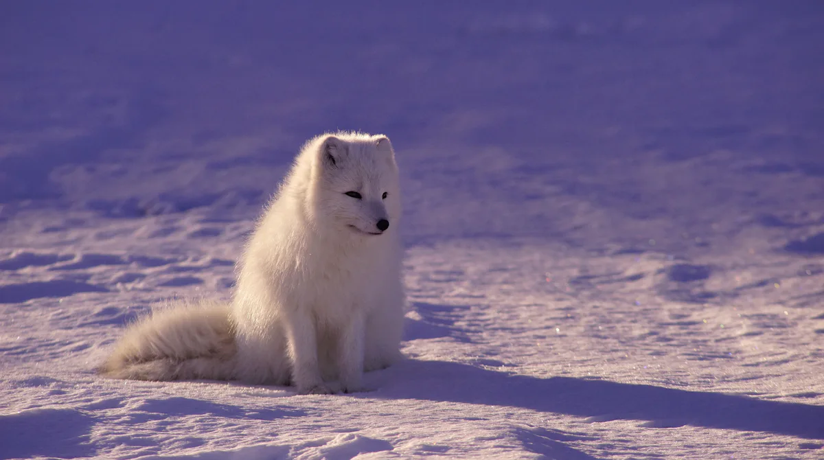 How Norway Protects Its Wildlife