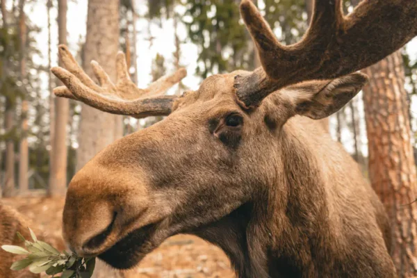 Norwegian Animals and Their Role in Nature
