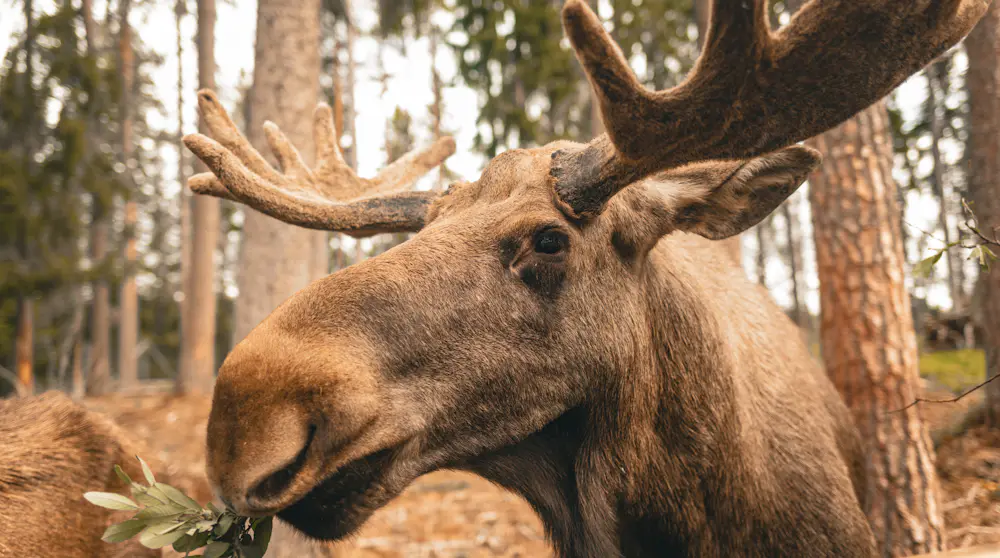 Norwegian Animals and Their Role in Nature